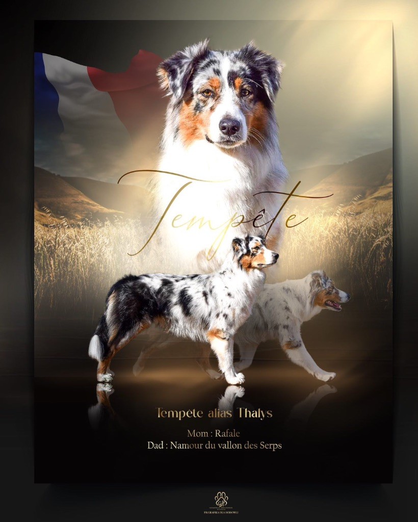 Tempete dit thalys (Sans Affixe)