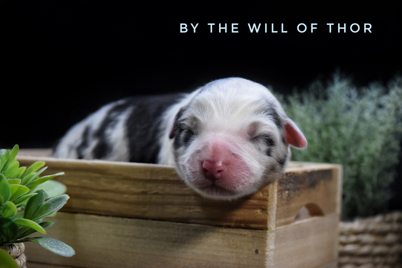 The Lys S Witcher - Chiots disponibles - Berger Australien