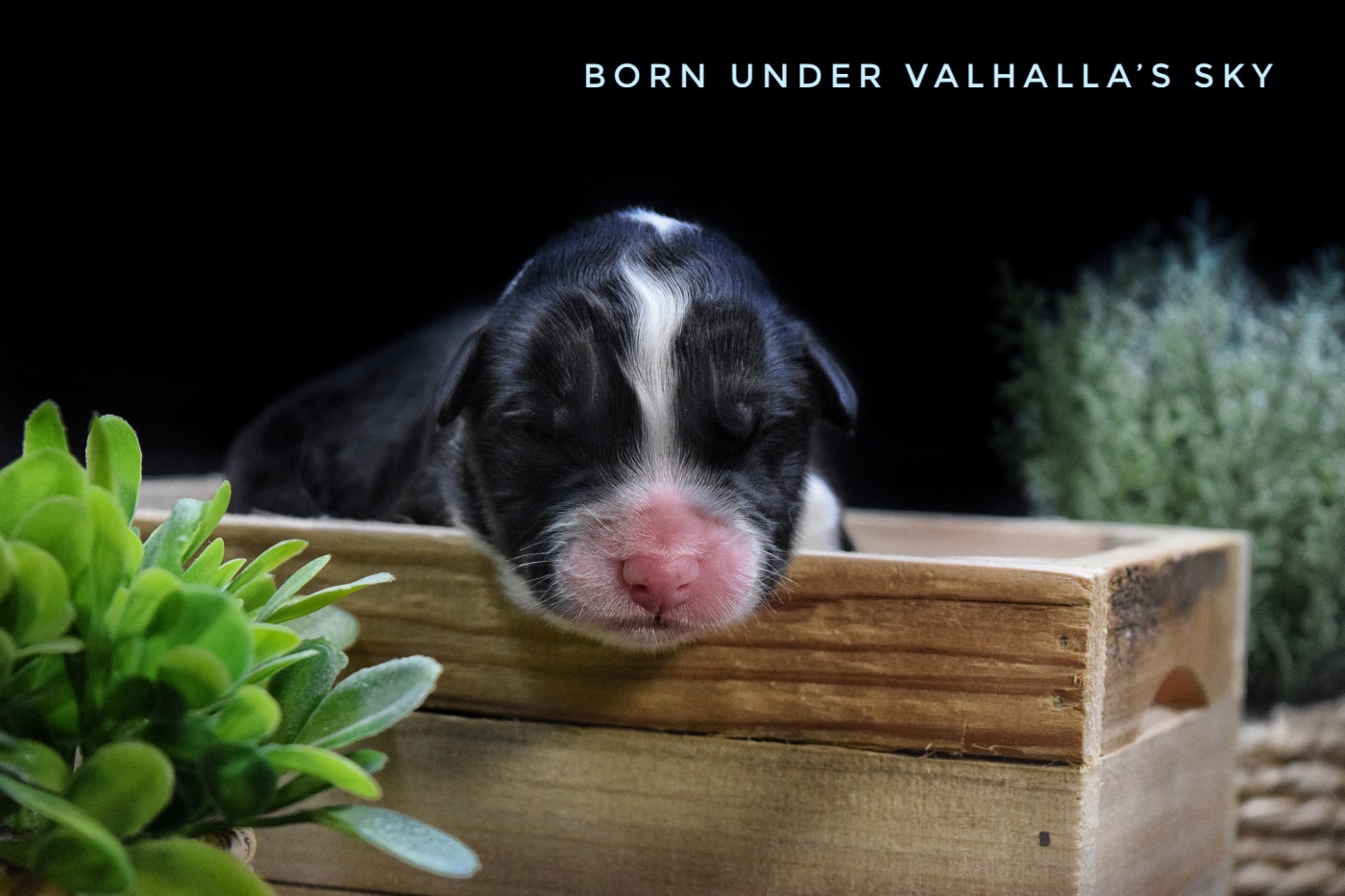 The Lys S Witcher - Chiots disponibles - Berger Australien