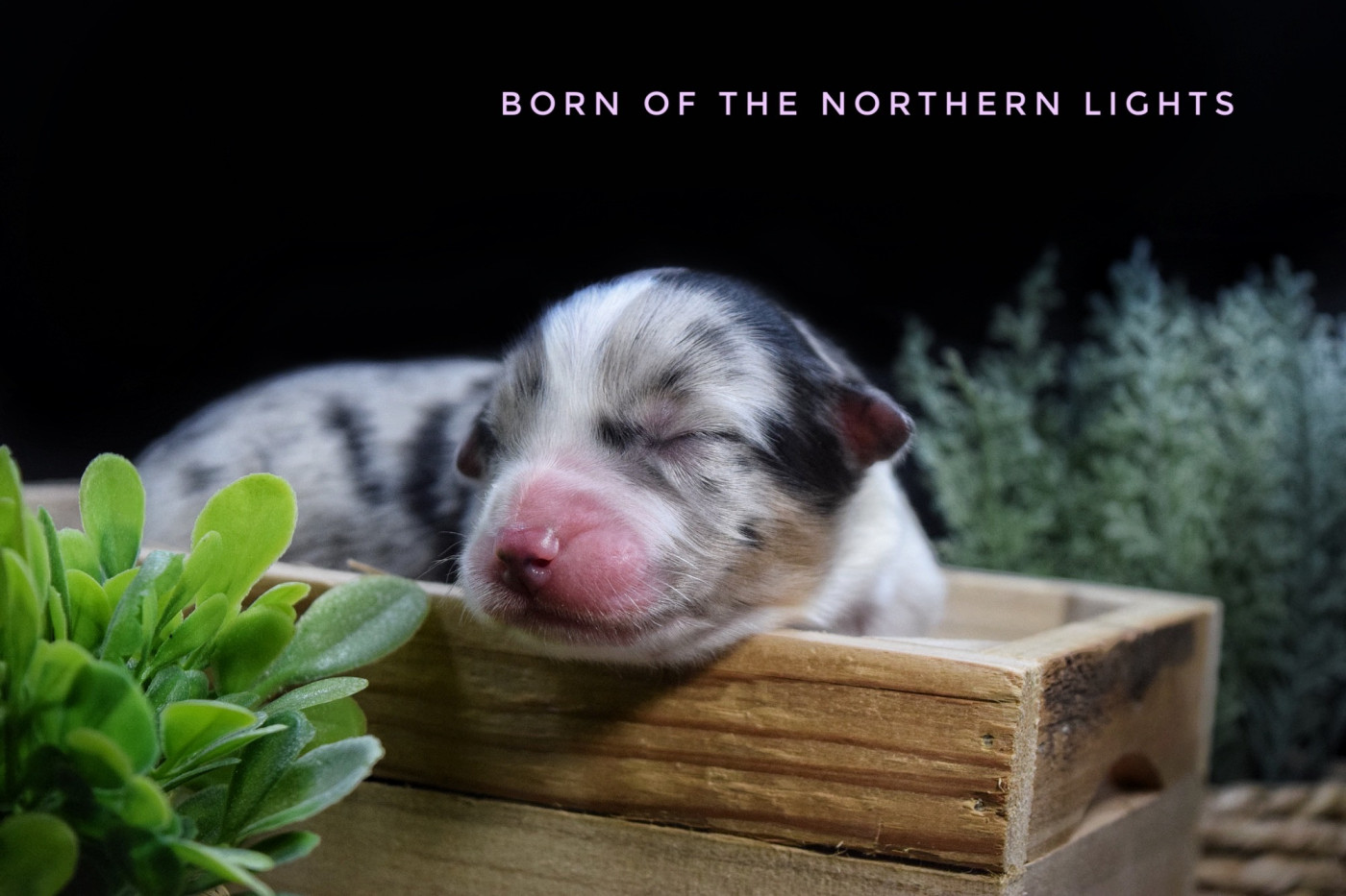 The Lys S Witcher - Chiots disponibles - Berger Australien