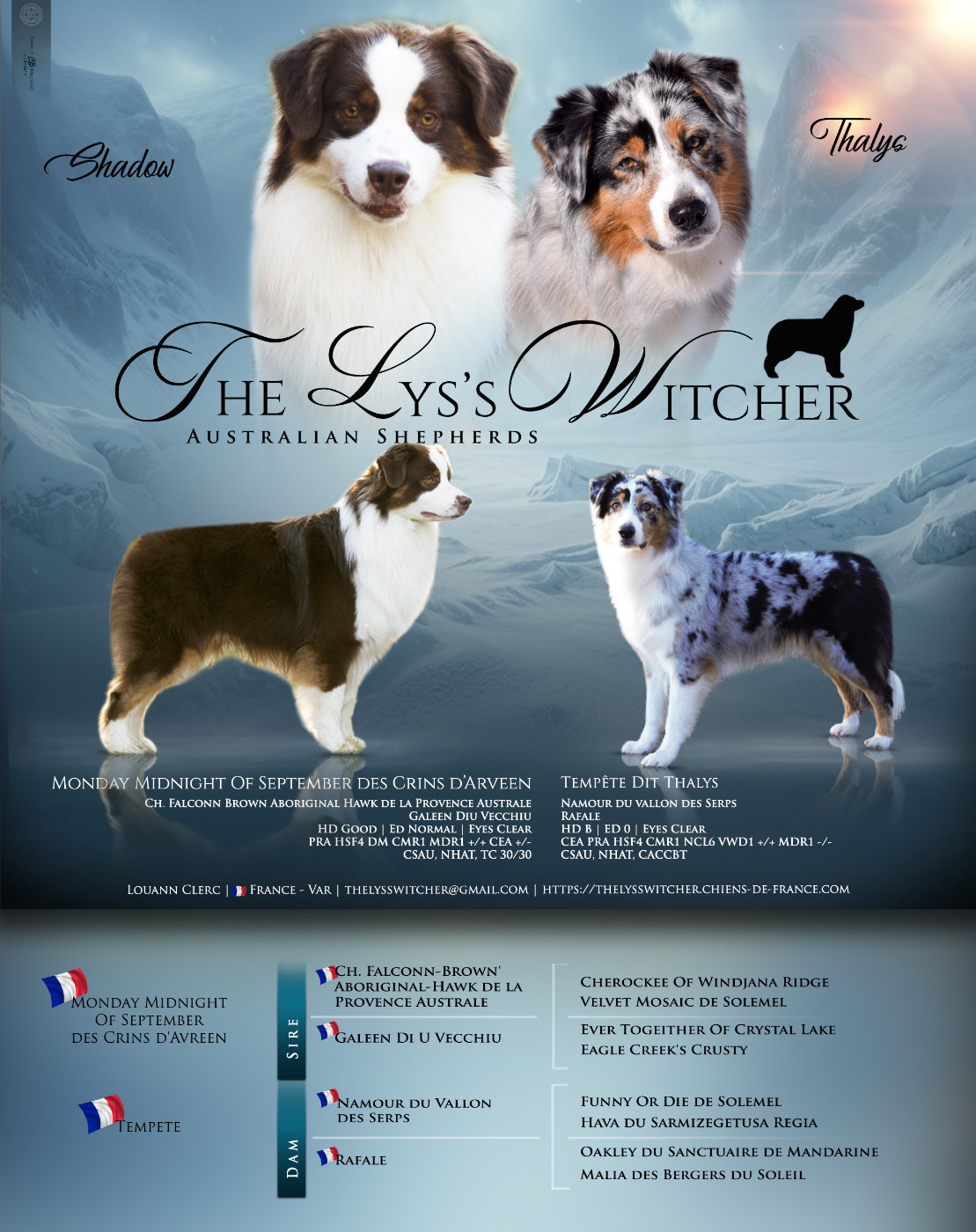 Chiot Berger Australien The Lys S Witcher