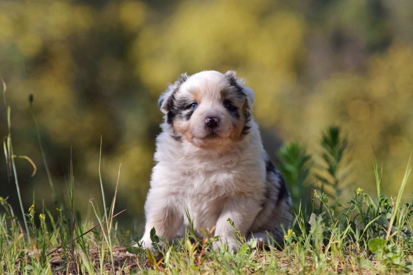 The Lys S Witcher - Chiots disponibles - Berger Australien