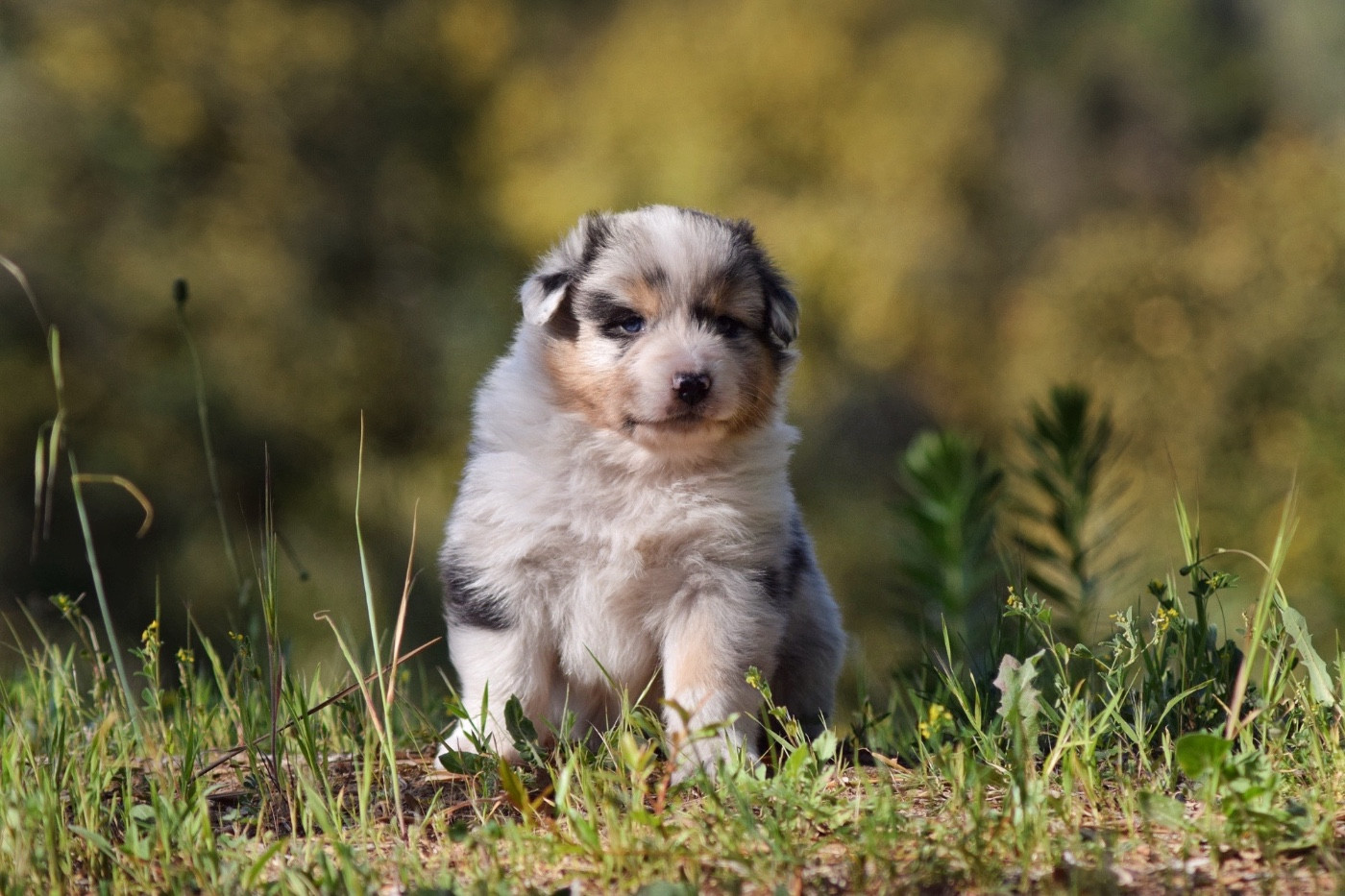 The Lys S Witcher - Chiots disponibles - Berger Australien