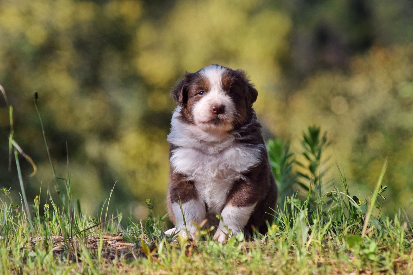 The Lys S Witcher - Chiots disponibles - Berger Australien