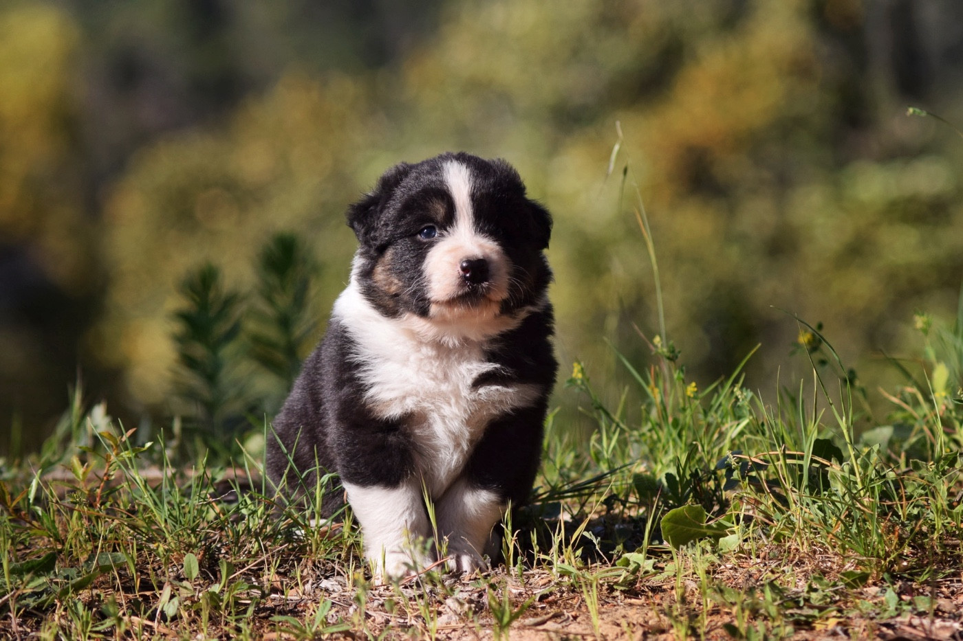 The Lys S Witcher - Chiots disponibles - Berger Australien