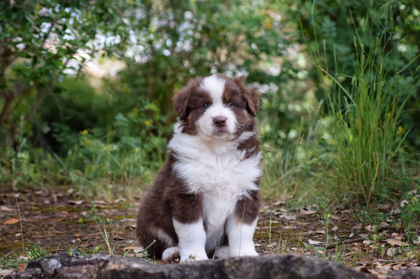 The Lys S Witcher - Chiots disponibles - Berger Australien