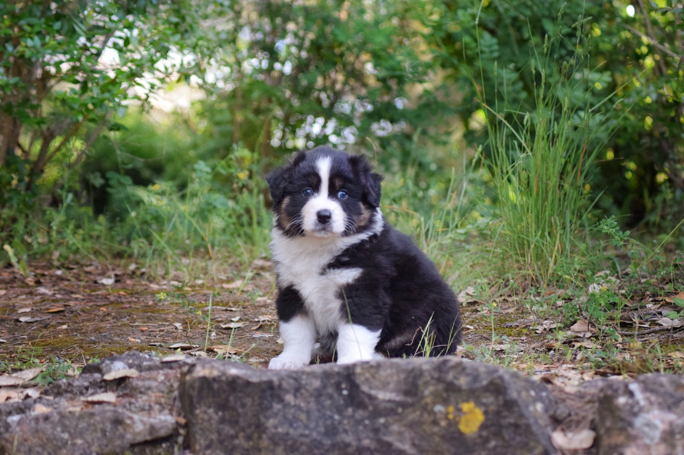 The Lys S Witcher - Chiots disponibles - Berger Australien