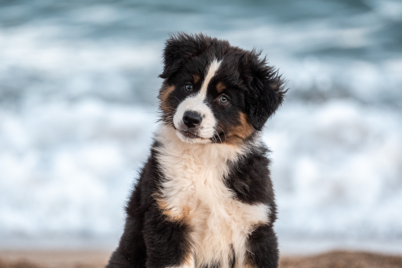 The Lys S Witcher - Chiots disponibles - Berger Australien