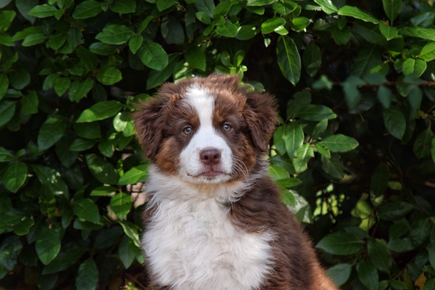 The Lys S Witcher - Chiots disponibles - Berger Australien